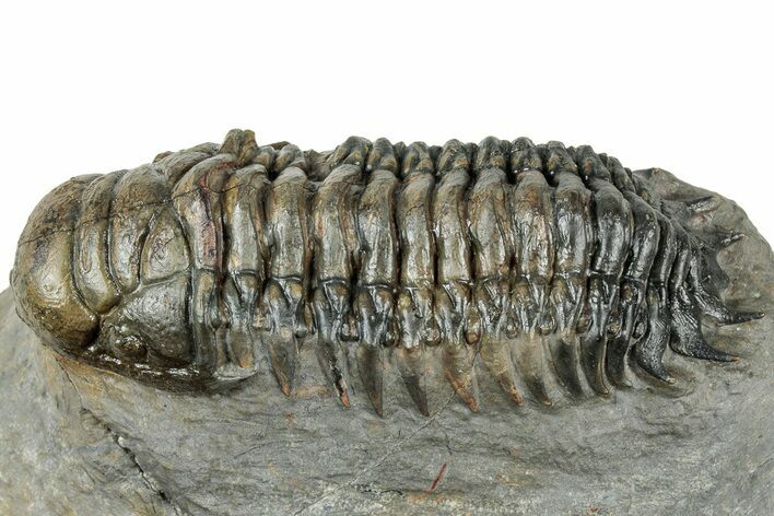 Detailed Crotalocephalina Trilobite - Atchana, Morocco #322277